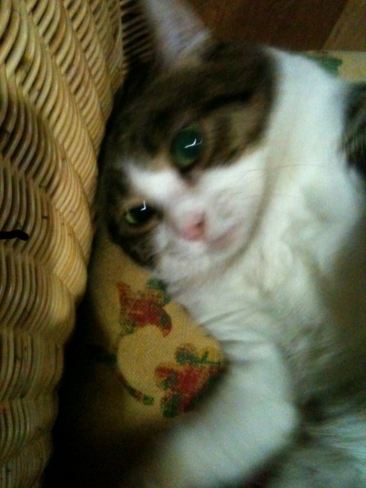 こまちゃん