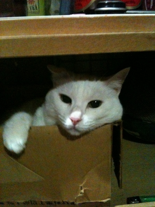 ハコイリ　にゃーこ